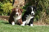 BORDER COLLIE 1225